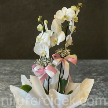 Beyaz Orkide Çiçeği, Çift Dal Orkide