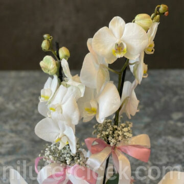 Alternative view of Beyaz Orkide Çiçeği, Çift Dal Orkide