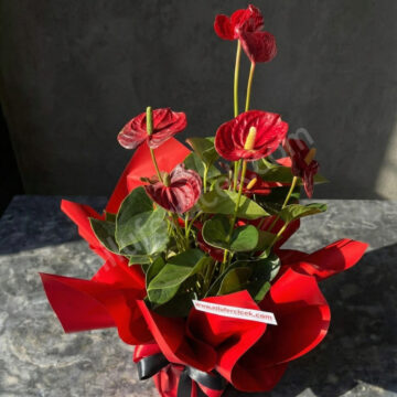 Kırmızı Antoryum-Flamingo Çiçeği