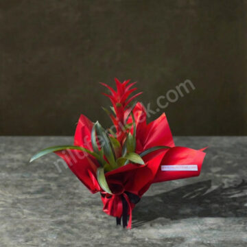 Guzmanya Çiçeği, Kırmızı Renk