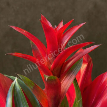 Kırmızı Guzmanya Çiçeği