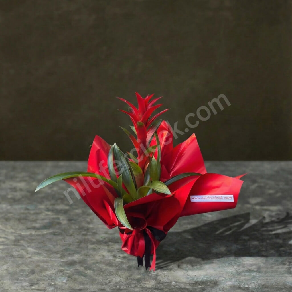 Guzmanya Çiçeği, Kırmızı Renk