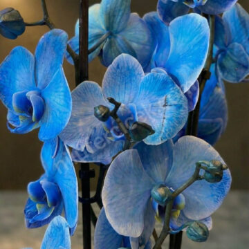 Mavi orkide, çift dal, 2 dal mavi orkide