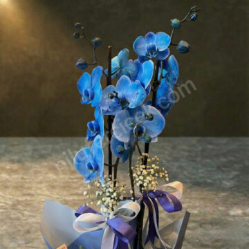 Çift Dal Mavi Orkide