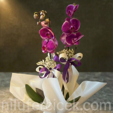 Mor Orkide Çiçeği, Çift Dal Orkide