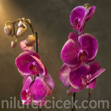 Alternative view of Mor Orkide Çiçeği, Çift Dal Orkide
