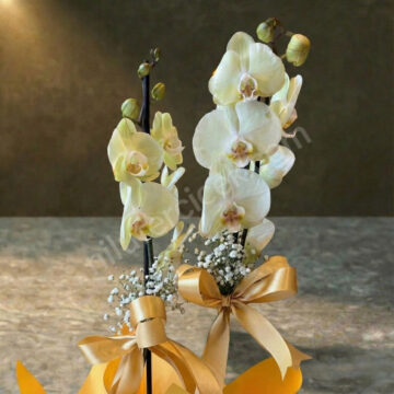 Sarı Orkide, Çift Dal