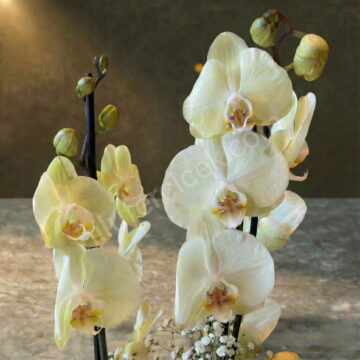2 Dal Sarı Orkide