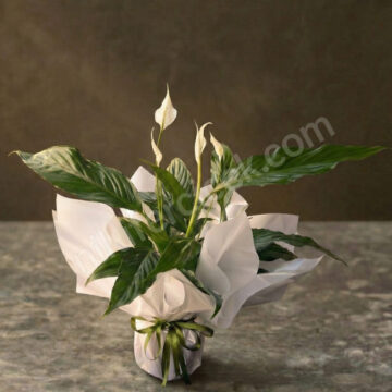 Barış Çiçeği, Yelken Çiçeği, Spatifilyum