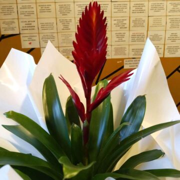 alev-kilici-cicegi-vriesea