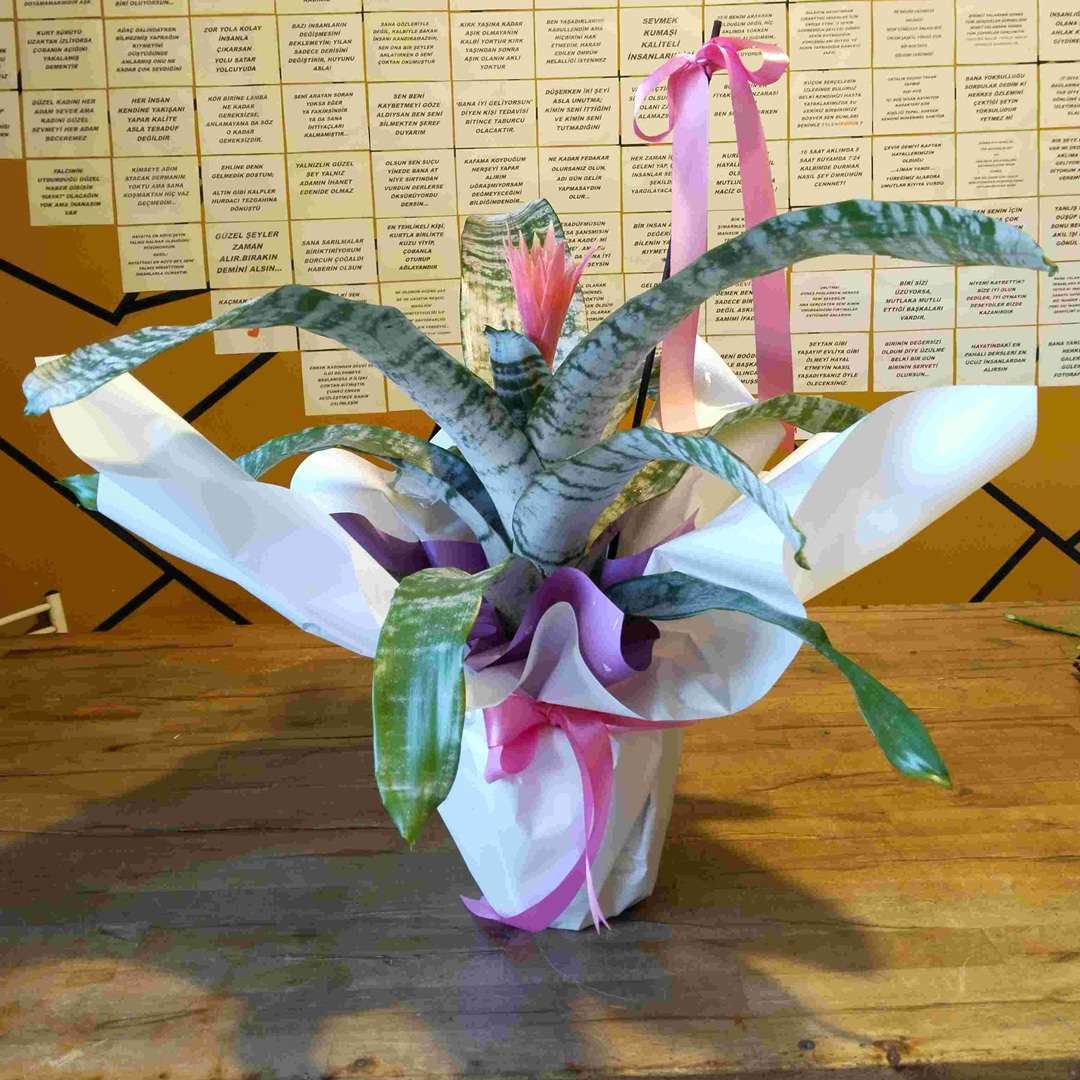 Kupa Çiçeği (Achmea - Eşmeya - Acmeya)