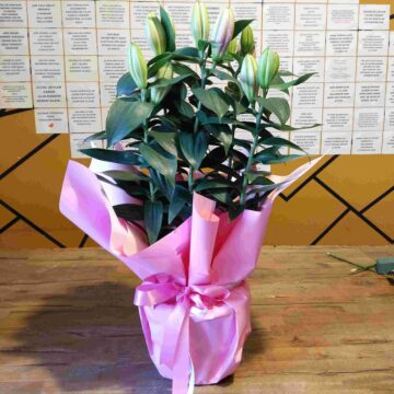 Lilyum Çiçeği ve Siparişi